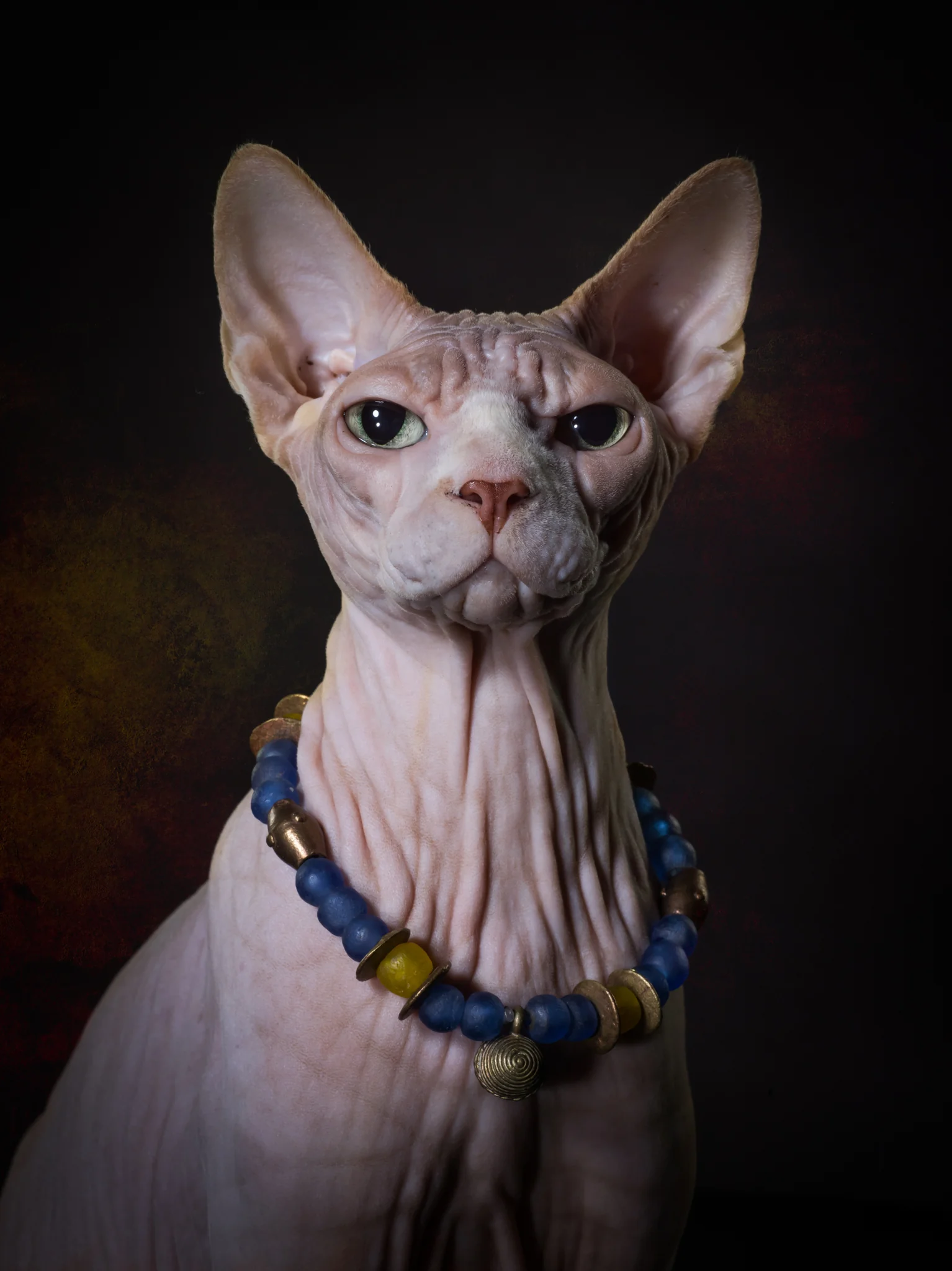 CAT IMAGES - more animals-klausdyba - PETS Photography by Klaus Dyba